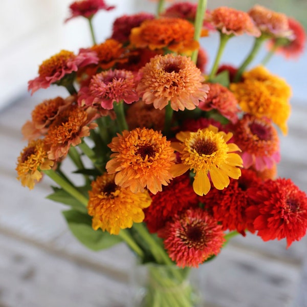 Semillas Mixtas de Zinnia Scabiosa - Zinnia elegans - Flor Anual