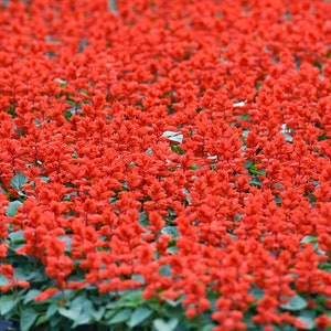 Salvia Seeds Red Salvia Seeds Sage Red Dwarf Salvia splendens Annual Flower Seeds image 6