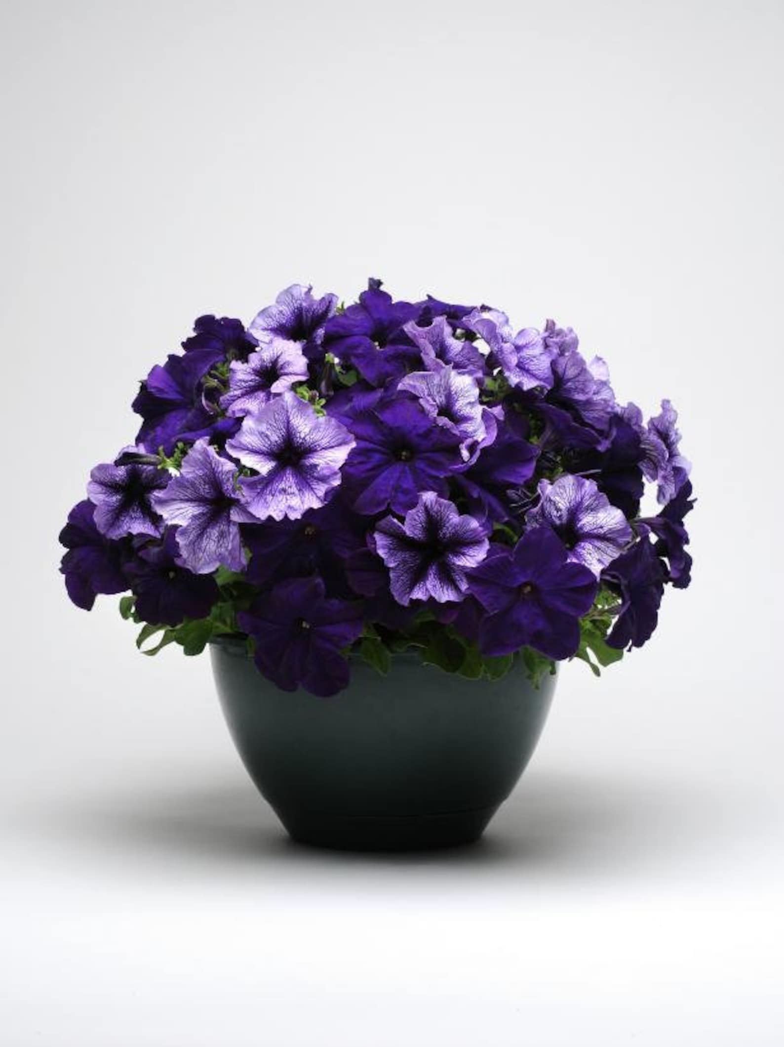 Petunia Grandiflora Daddy Blue F1 Supertunia seeds Petunia | Etsy