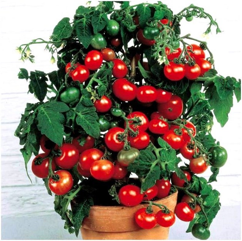 Tomato Red Balcony Miracle Organically Grown NONGMO Etsy Australia