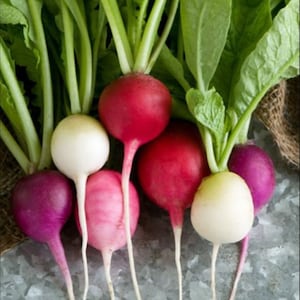 Semillas de rábano de mezcla de huevos de Pascua - Heirloom - Semillas vegetales - Semillas de rábano - Petergraines - Semillas de jardín