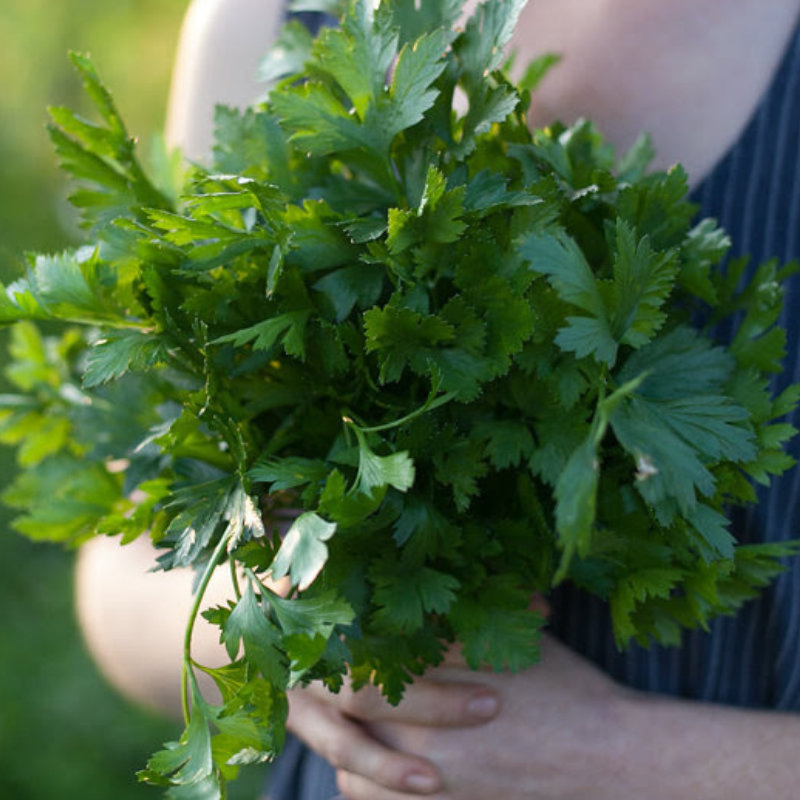 Parsley Seeds Giant of Italy Flatleaf Parsley Seeds Italian Etsy