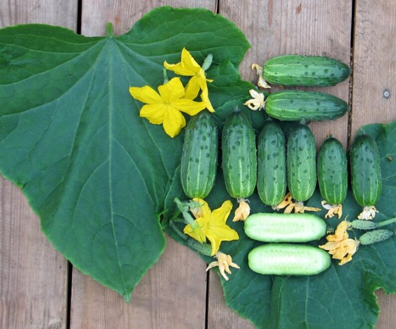 Cucumber Baby F1 Seeds Hybrid Vegetable Seeds High Etsy
