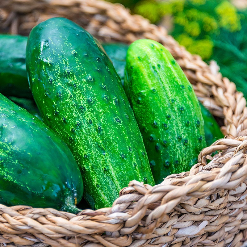 NON GMO Hybrid Cucumber Polonaise F1 Vegetable Seeds 