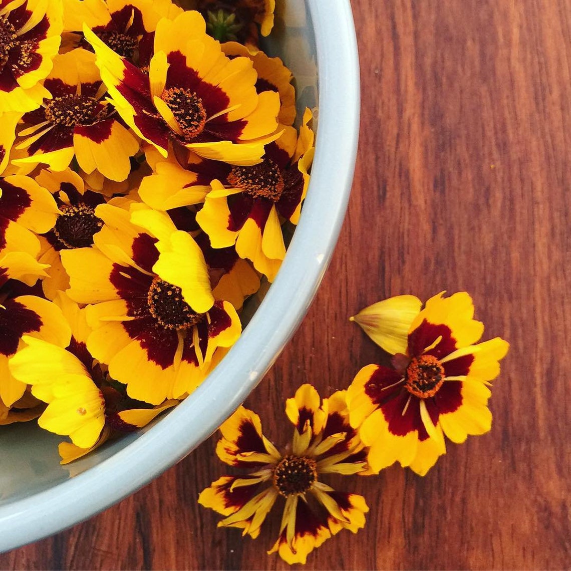 Coreopsis Seeds Dwarf Coreopsis Seeds Tickseed Calliopsis Etsy