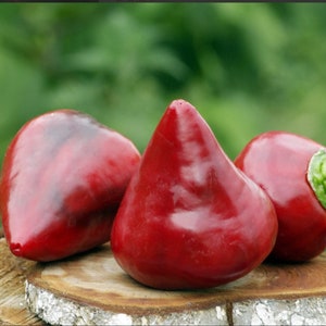 Sweet Pepper Gnome Hat Seeds – Heirloom - NON GMO – Vegetable Seeds – Heirloom – Organic Seeds