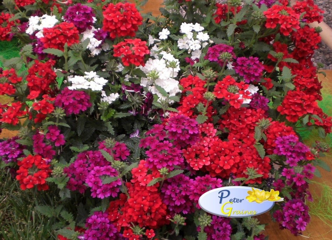 Verbena Hanging Basket Mix Verbena X Hybrida Annual Flower Etsy