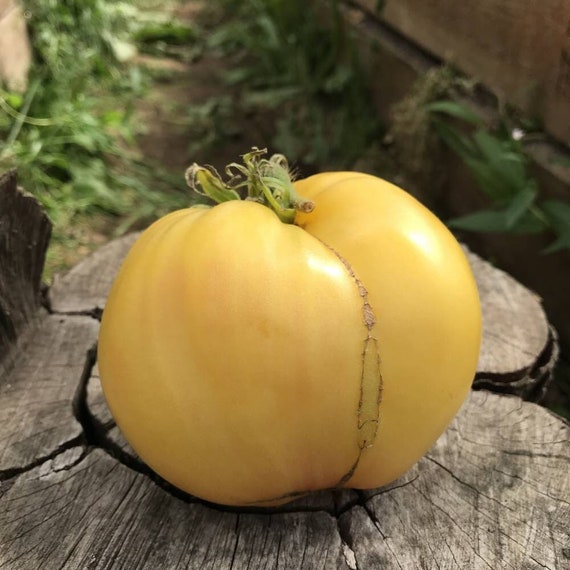 Semi Di Pomodoro Bistecca Di Manzo (Heirloom) - 75+ Semi, Germinazione Alta, Coltivazione 2020 - Foto 8