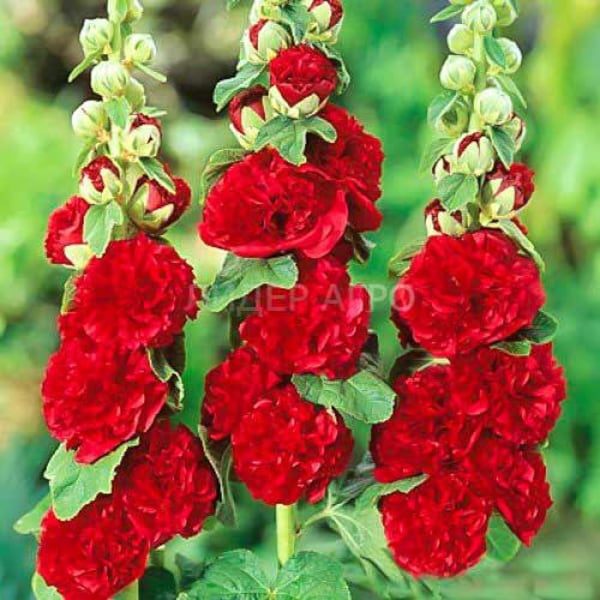 Hollyhock Double Red Seeds - Alcea rosea - Meerjarige Bloem - Stockros Zaden -Dubbelstockros Zaden