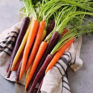 Rainbow Carrot Bled Seeds Сhef&#39;s Palette  Seeds – Vegetable Heirloom – NON GMO