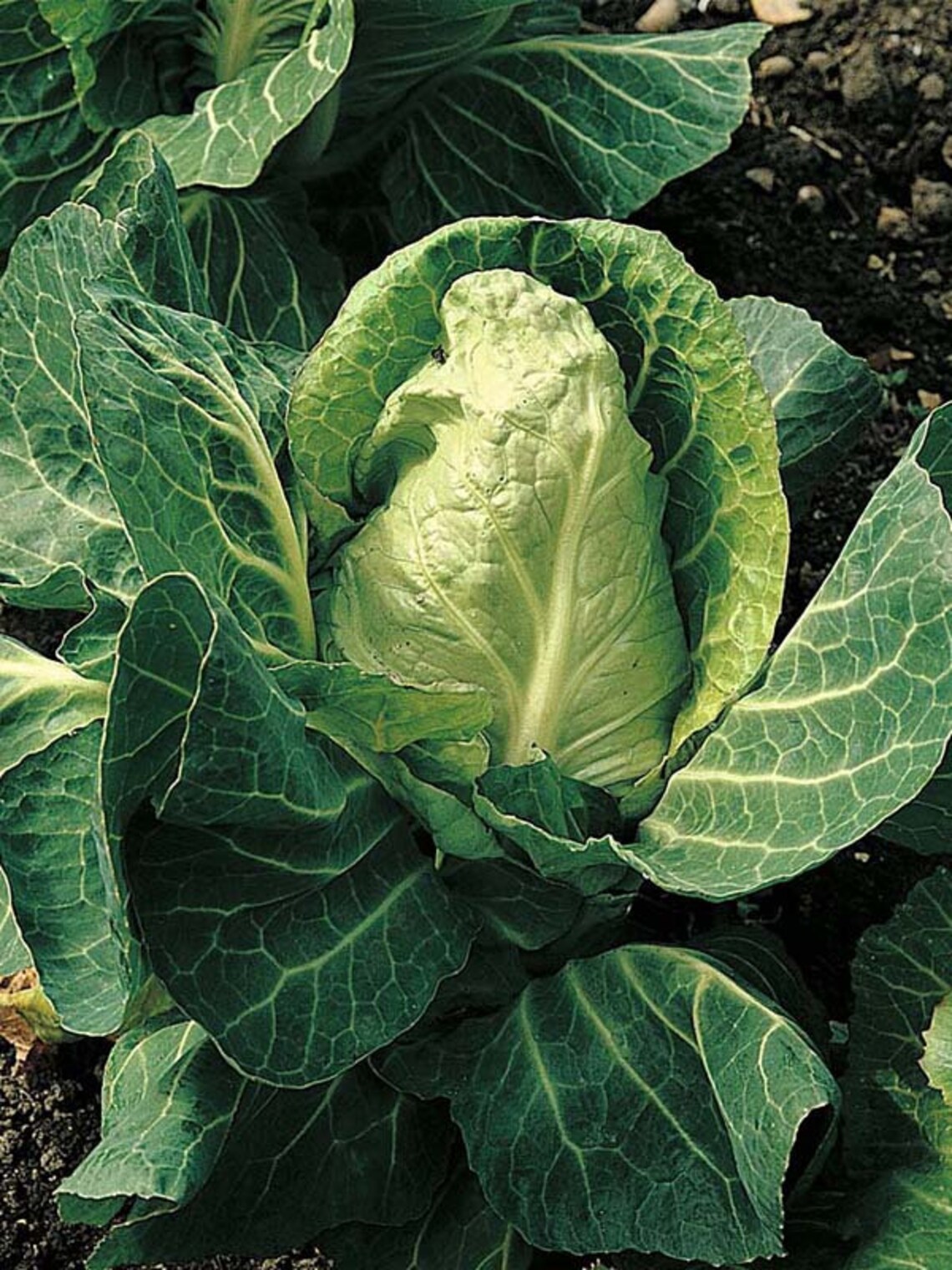 Sweetheart Cabbage Seeds Pointed Cabbage Cone Head Etsy