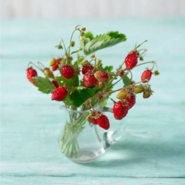 Alpine Strawberry Glitter Star – Semillas de frutas – Reliquia – Semillas orgánicas