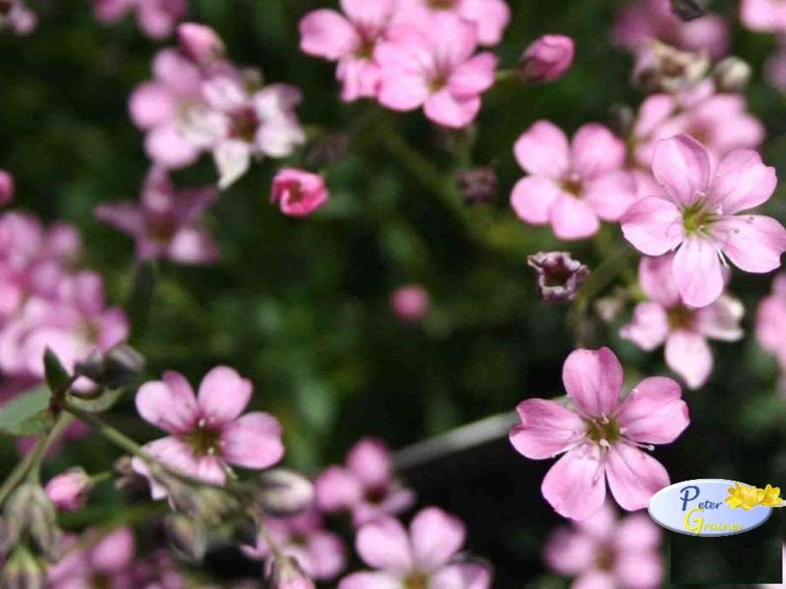 Pink Gypsophila Babys Breath Perennial Flower Seeds 400 Etsy