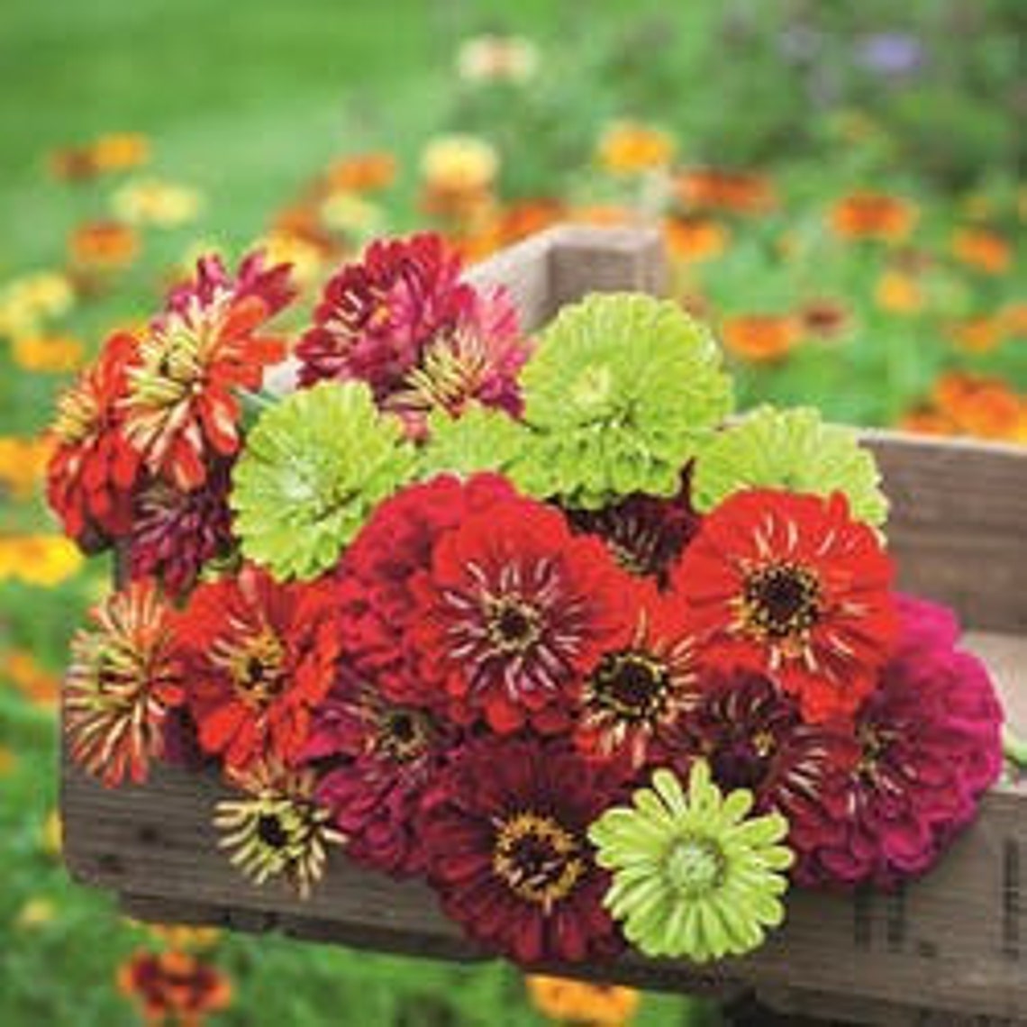 Zinnia Envy Seeds Zinnia Elegans Annual Flower Etsy Canada