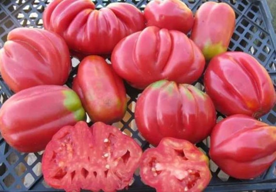 semillas-Verduras Reliquia! GRU vée Tomate 10 