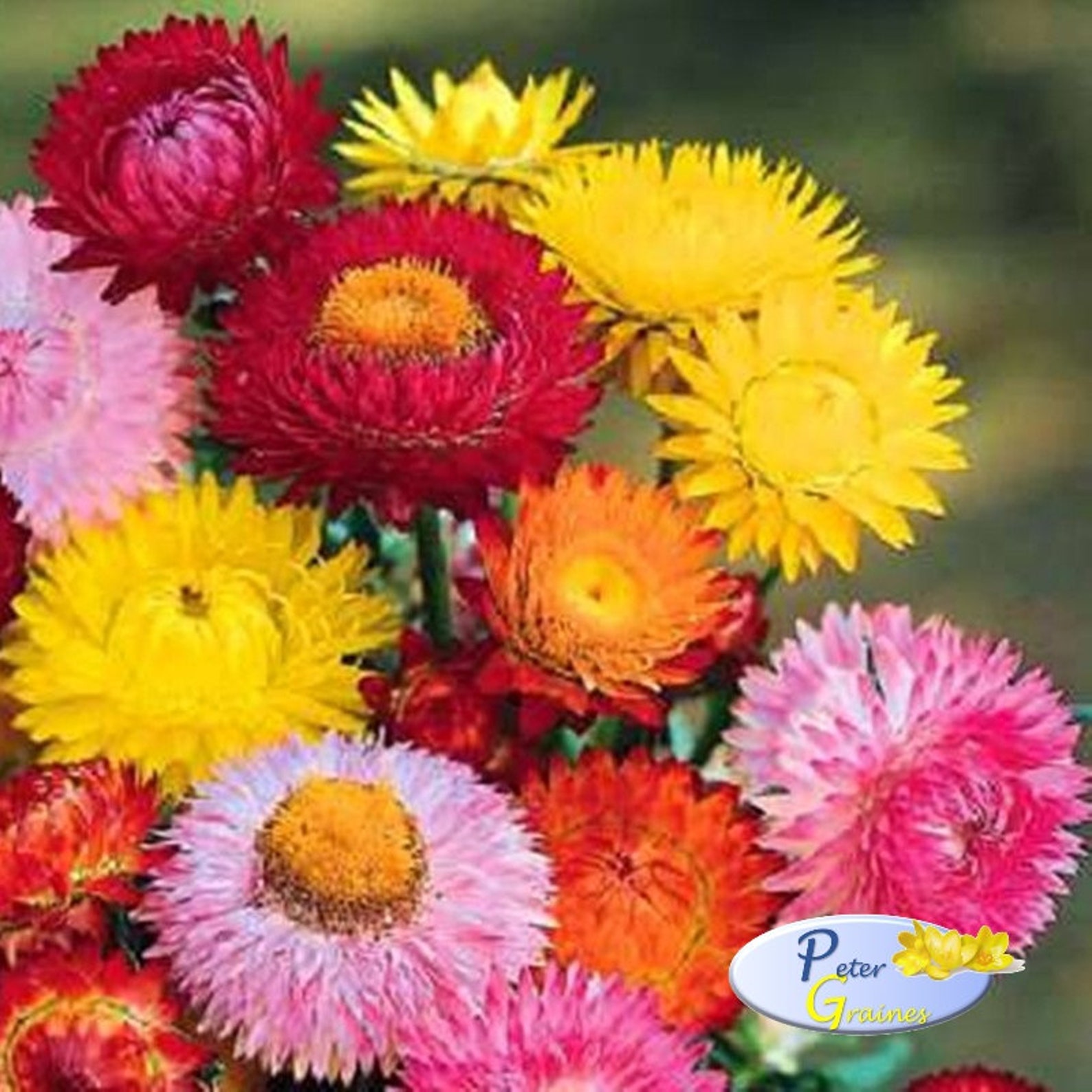 Strawflower Mix Seeds Helichrysum bracteatum Annual Flower Etsy