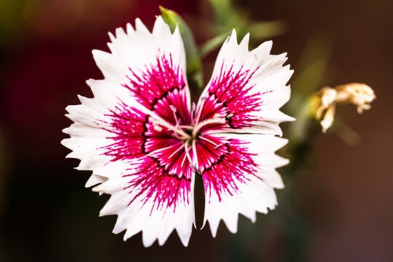 Dianthus chinensis Rosa China Semillas de Flores Anuales - Etsy México Dianthus chinensis Rosa China Semillas de Flores Anuales - Etsy México