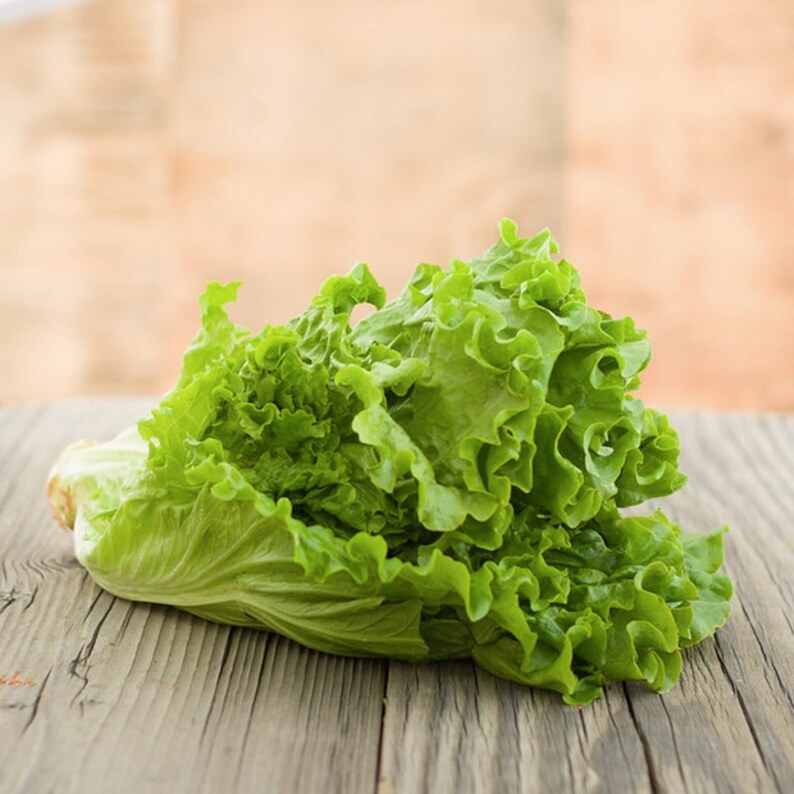 Lettuce Salad Green Coral Seeds Heirloom Vegetable Seeds Etsy