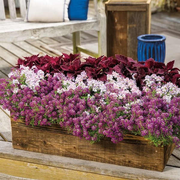 Seeds Sweet Alyssum Violet Queen - Violet Queen (Lobularia maritima) - Sweet Alison Seeds - Flower Seeds - Annual Flower Seeds