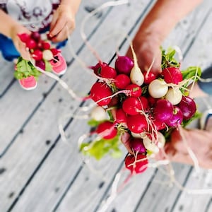Rainbow Radish Seeds - Radish Chupa Chups Seeds  - Heirloom- Vegetable Seeds - NON GMO
