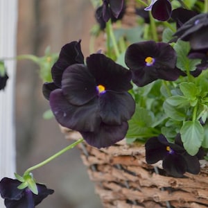 Black Viola Samen - Stiefmütterchen - Erbstück - Heatsease - Zweijährige Blumensamen