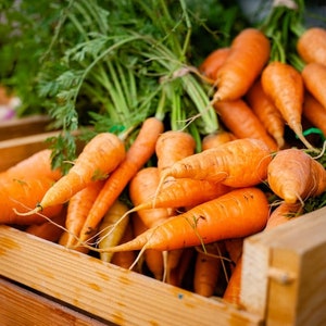 Carrot Seeds Shantane -  Vegetable Heirloom – Red Core Carrot