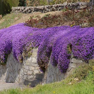 Sementes Aubrieta - Whitewell Gem - Aubrieta - Agrião - Flor Perene