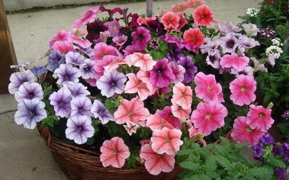 Petunia Grandiflora Daddy Blue F1 Supertunia seeds Petunia | Etsy
