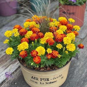 Semillas de caléndula enana - Mezcla de caléndula francesa - Tagetes patula nana - Semillas de flores anuales