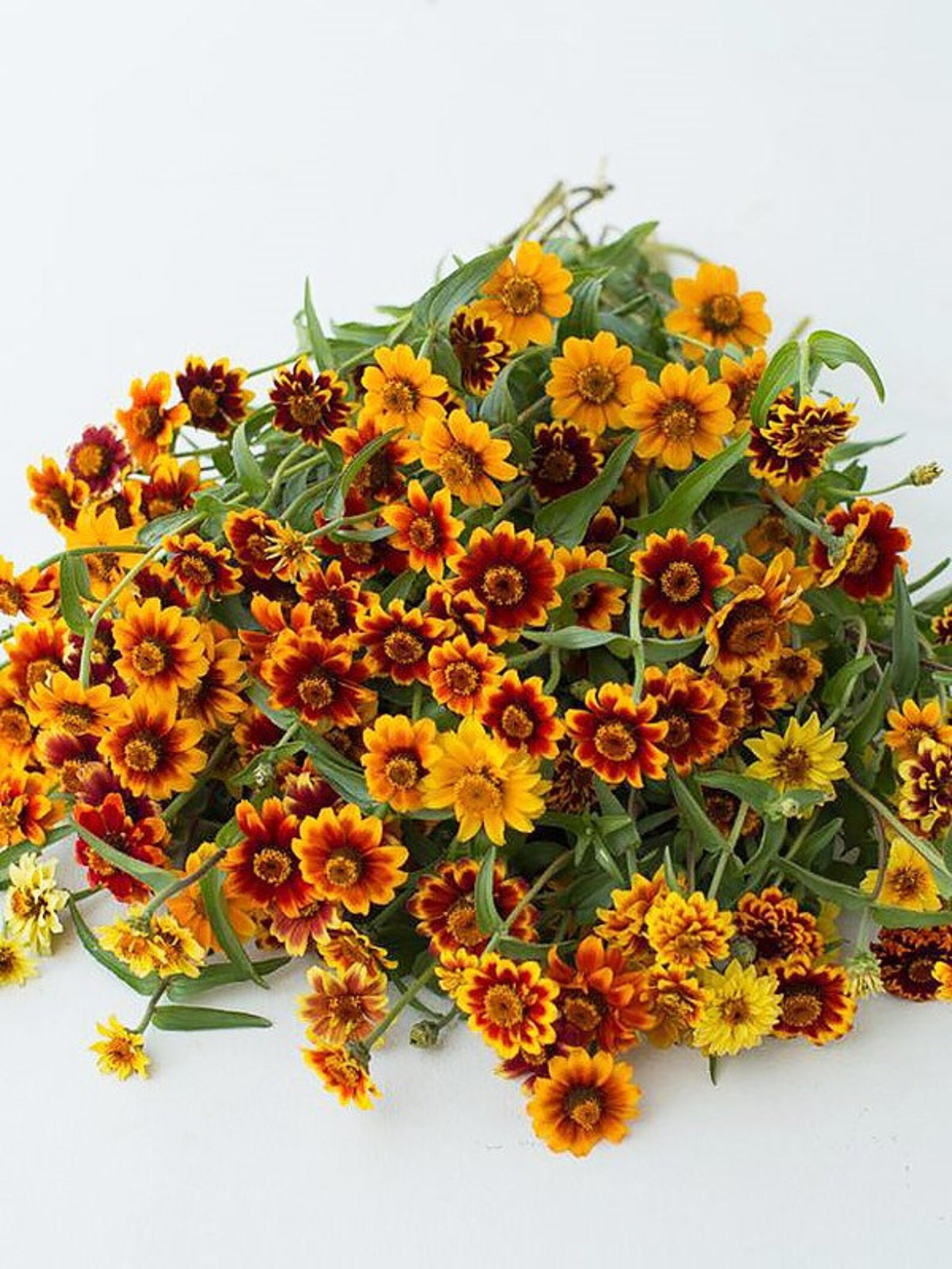 Mexican Zinnia Seeds Persian Carpet Zinnia haageana Etsy