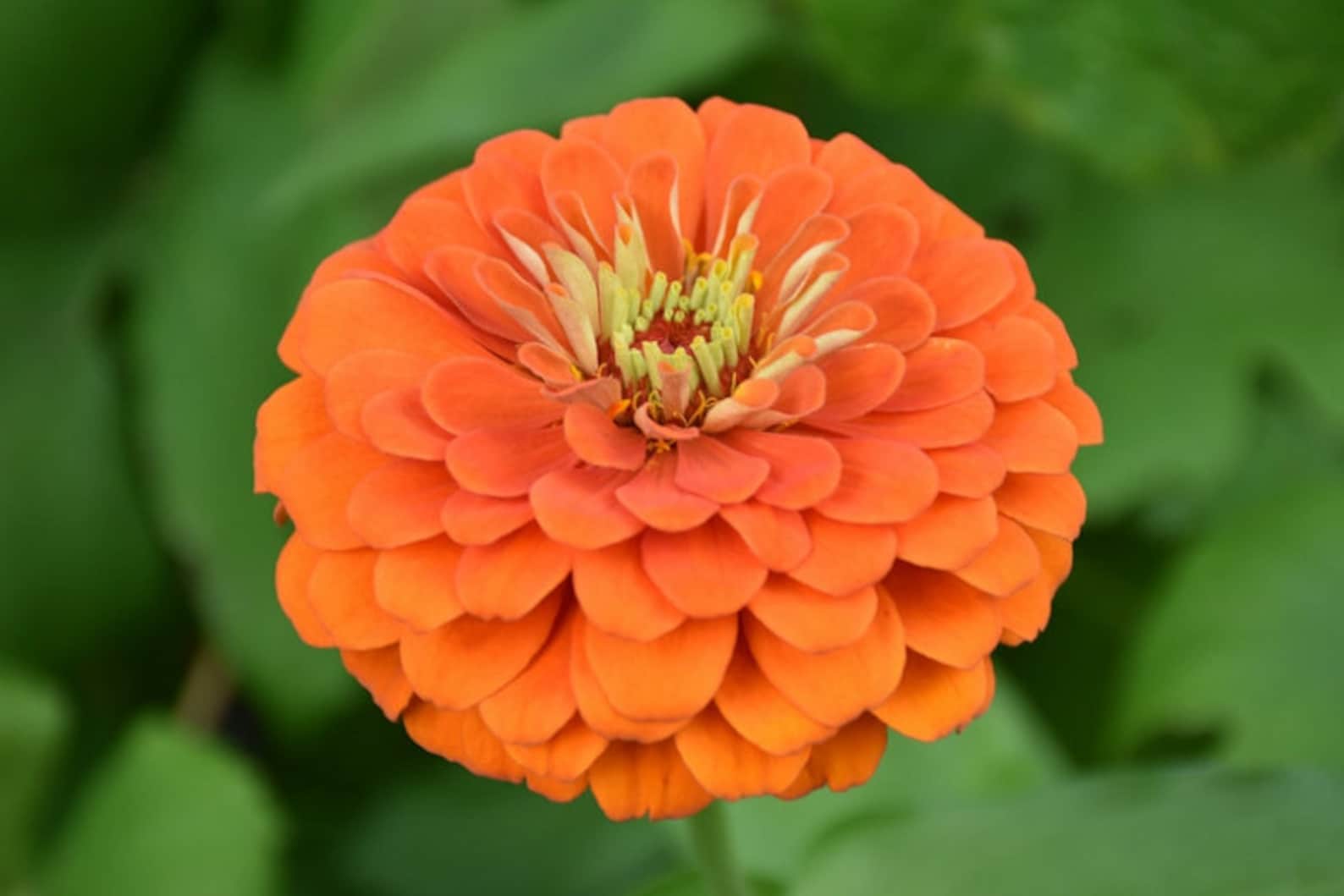 Zinnia King Orange Seeds Zinnia Elegans Annual Flower Etsy