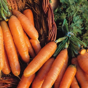 Carrot Amsterdam Seeds - Vegetable Seeds - Heirloom - High Quality