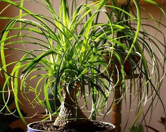 Bottle Tree Seeds - Elephants Foot Ponytail Palm Seeds - Nolina recurvata - Bonsai seeds - Rare Seeds