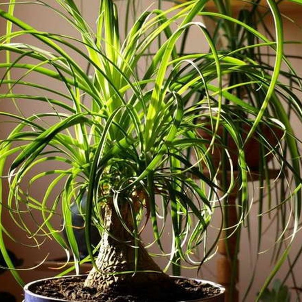 Bottle Tree Seeds - Elephants Foot Ponytail Palm Seeds - Nolina recurvata - Bonsai seeds - Rare Seeds