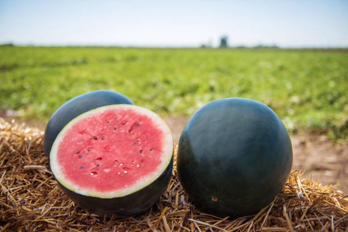 Black Watermelon Seeds Heirloom Fruit Seeds Vegetable Etsy