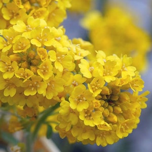 Sweet Alyssum Montanum Seeds Alyssum Gmelinii Sweet Alison Gold Seeds Yellow Alyssum Flower Seeds Perennial flowering plant image 2