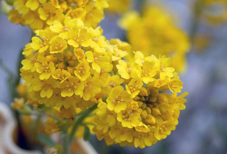 Sweet Alyssum Montanum Seeds Alyssum Gmelinii Sweet Alison Gold Seeds Yellow Alyssum Flower Seeds Perennial flowering plant image 2