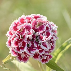 Nasiona goździków tureckich - Nasiona goździków - Nasiona kwiatów bogów - Dianthus chinensis - Kwiat wieloletni