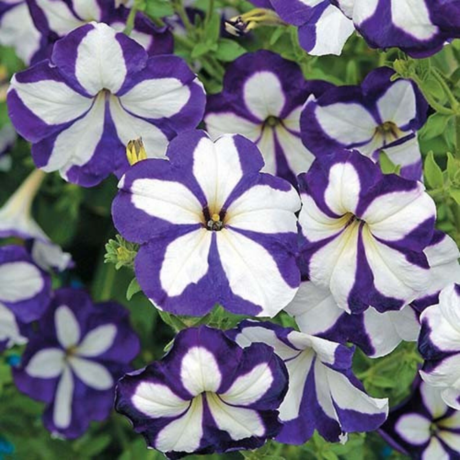 Hanging Petunia Blue Star F1 Seeds Petunia x hybrida Annual Etsy