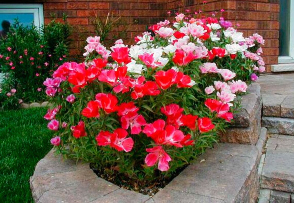 Godetia Seeds Azalea Seeds Godetia Pink Seeds Godetia Etsy