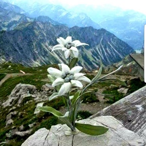 Edelweiss Seeds Leontopodium alpinum Alpine Everlasting Flower Lion's Foot Star Glacier Perennial Flower image 6