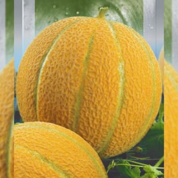 Russian Melon ETHIOPIAN- 10 Seeds Heirloom Organic-Ribbed Fruits-Rare Efiopka 