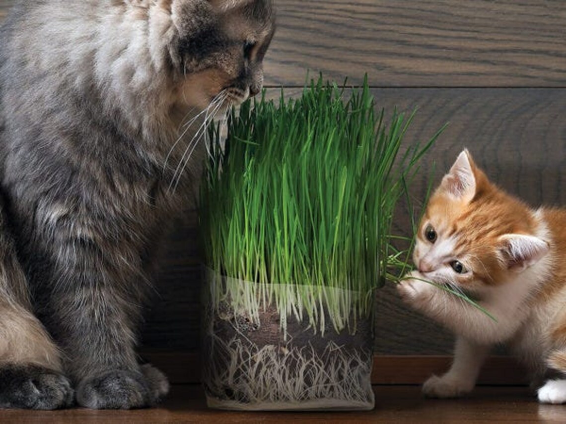 Cat Grass Seeds Herb Seeds Sweet Oat Grass for Cats Etsy