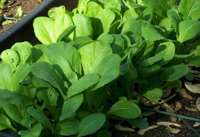 Mustard Seeds Sinapis Alba White Mustard Seeds Heirloom Etsy UK