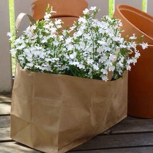 Annual Lobelia White Lady Seeds - Edging Lobelia - Garden Lobelia - Lobelia cascade - Lobelia trailing- Lobelia cascade - Trailing Lobelia