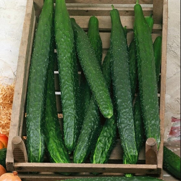 Long Cucumber Seeds - Cucumber Hailar- Japanese Cucumber Seeds - Vegetable Seeds - Fruit Seeds - Heirloom Cucumber - Garden Seeds