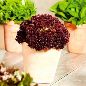 Saat Salat Balkonnyy Krasnyy Balkon Rot Bio Salatsaat Erbstück