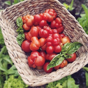 tomato出品 Buy Tomato, Babushka Selection Z seeds | Zollinger Bio