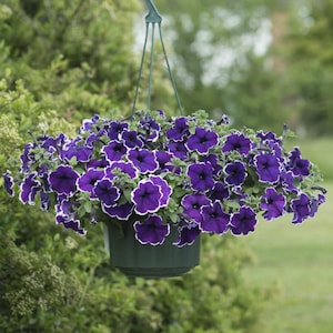 Cassading Petunia Picotee Blauw F1 witte tips - Dwerg Petunia - Petunia x hybrida - Eenjarige Bloemzaden - Petunia Hula Hoop