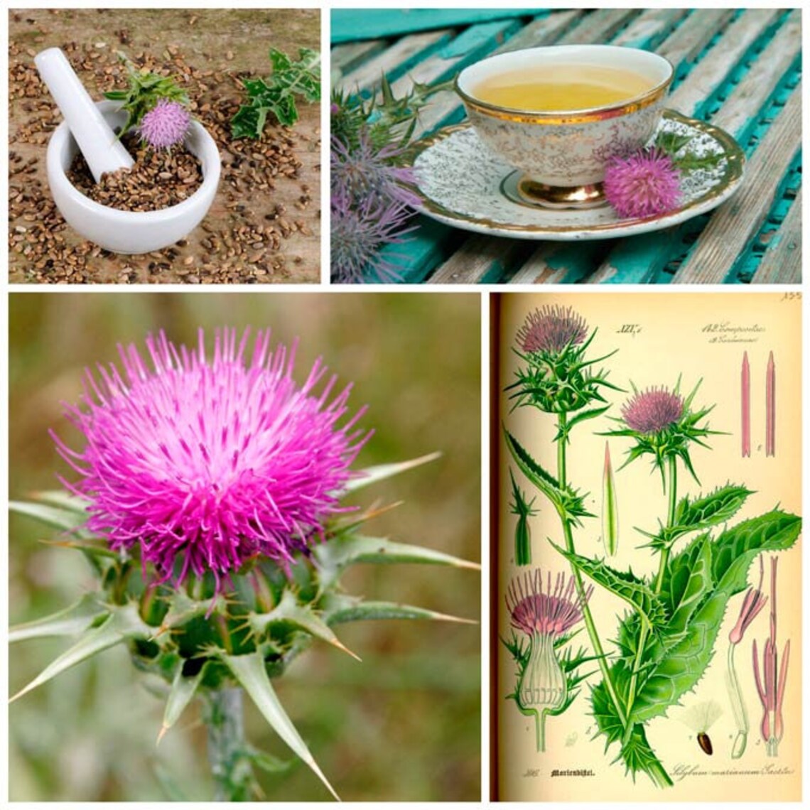 difference between milk thistle and blessed thistle